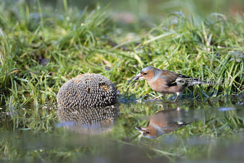 邪恶chaffch (Fringilla coelebs)